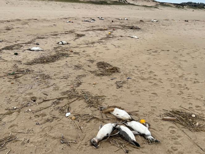 Des manchots morts sur une plage de la région de la Rocha, en Uruguay, le 20 juillet.