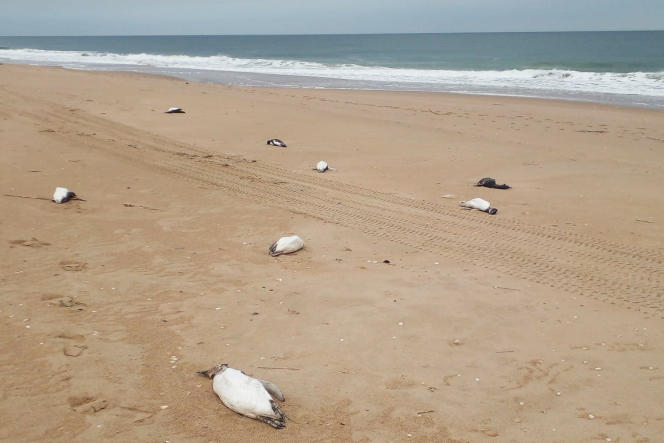 Des manchots morts sur une plage de la région de la Rocha, en Uruguay, le 20 juillet.
